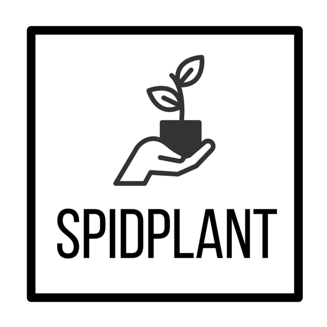 Spidplant